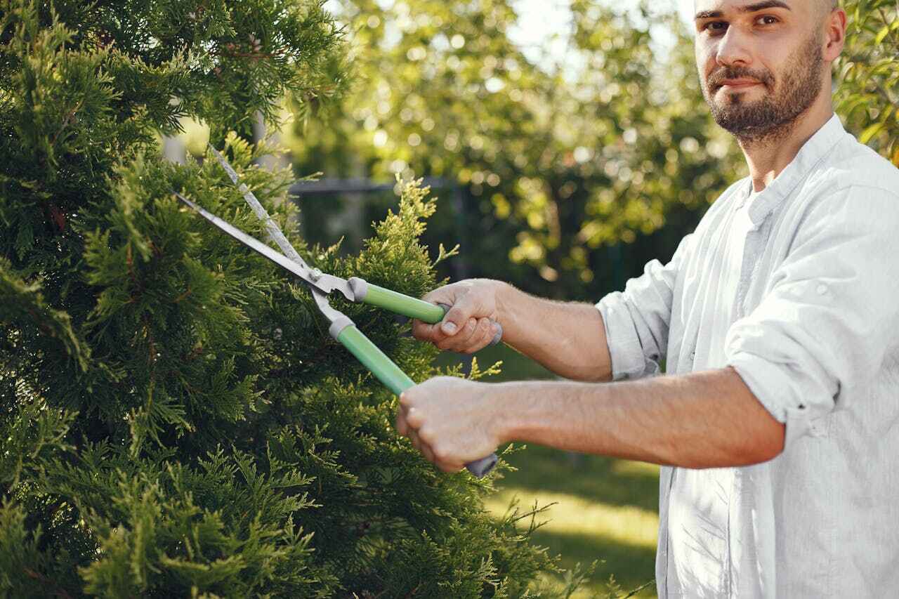 Best Tree Branch Trimming  in Malakoff, TX